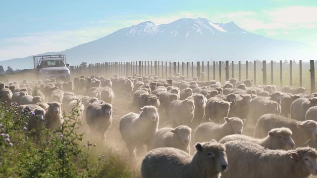 A flock of white sheep running towards the farm in New Zealand by the beautiful Mount Ruapehu  - wide shot