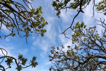 blue sky with branches from tree in africa