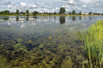 Fototapeta premium Maidens on the shore of a warm lake, bent the branches to the water, and the sky was reflected in the mirror of the waters.