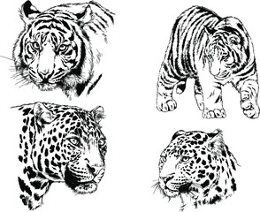 a set of vector drawings of various predators , tigers and lions, drawn in ink by hand, realistic for the logo