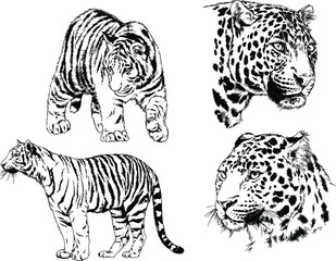 a set of vector drawings of various predators , tigers and lions, drawn in ink by hand, realistic for the logo