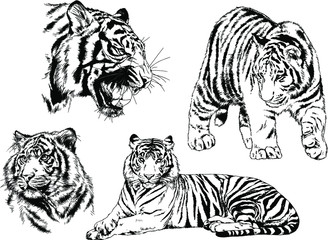 a set of vector drawings of various predators , tigers and lions, drawn in ink by hand, realistic for the logo