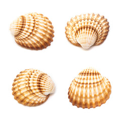 Collection of seashells isolated on white background. Full size.