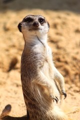 Animal Looking to Camera