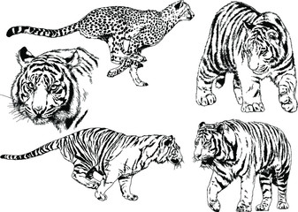 a set of vector drawings of various predators , tigers and lions, drawn in ink by hand, realistic for the logo