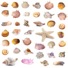 Collection of seashells isolated on white background. Full size.