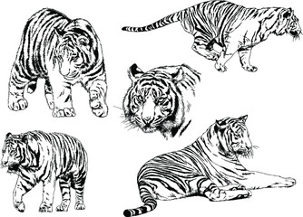 a set of vector drawings of various predators , tigers and lions, drawn in ink by hand, realistic for the logo