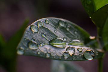 Waterdrop's on Leaf