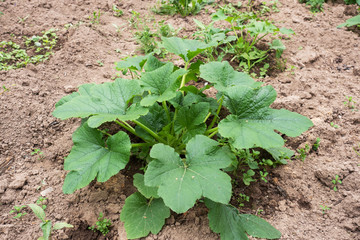 Seedlings of young zucchini bushes in the garden. Growing vegetables in the garden.