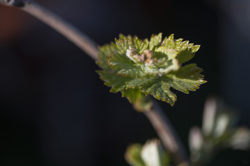 Young green tender shoots and leaves of grapes on the vine in the spring. Grape Vines bloom in the springtime.