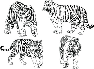 vector drawings sketches different predator , tigers lions cheetahs and leopards are drawn in ink by hand , objects with no background