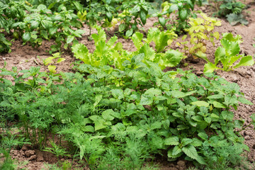 Fototapeta na wymiar Green grass aromatic spices grow in the bed garden in the garden.