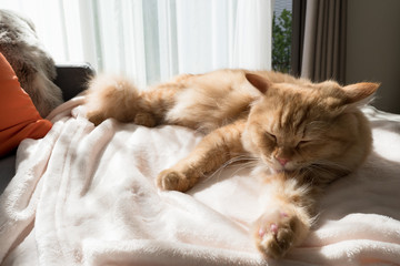 日向ぼっこしながら毛づくろいする猫のマンチカン