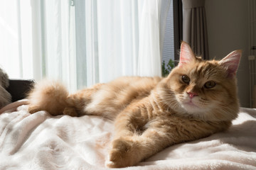 日向ぼっこしながら毛づくろいする猫のマンチカン