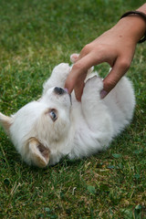 Happy puppy playing on the green lawn.