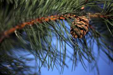 Pine Tree