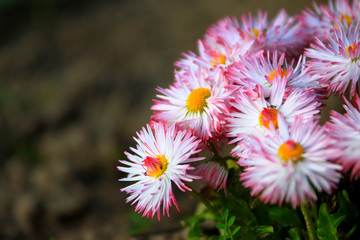 Pink Flower