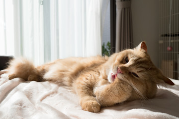 日向ぼっこしながら毛づくろいする猫のマンチカン