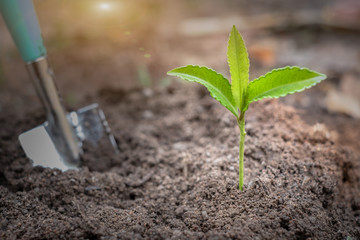 Seedlings that grow from the soil and planting spoons.World environment day concept Caring for seedlings that will grow Plant trees that are environmentally friendly.Planting to reduce global warming.