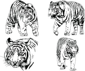 vector drawings sketches different predator , tigers lions cheetahs and leopards are drawn in ink by hand , objects with no background