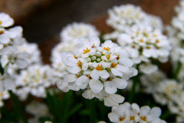 White Flower