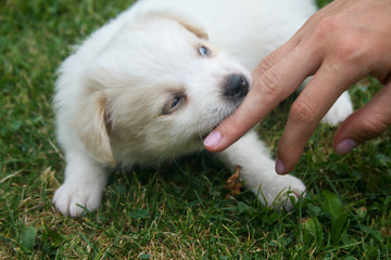 Happy puppy playing on the green lawn.