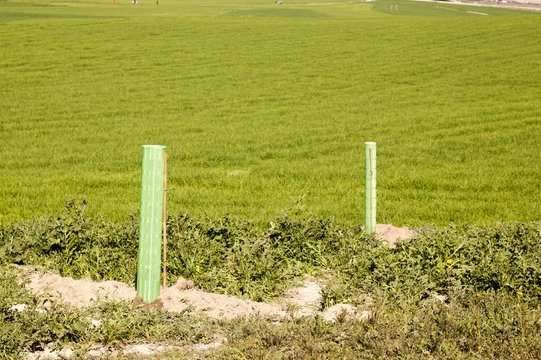 Close-up of newly planted tree guard in the middle of the field with unfocused background. In the background another protector in reforestation can be seen