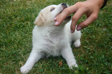 Happy puppy playing on the green lawn.