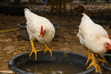 The road island red hen in nature farm garden at thailand