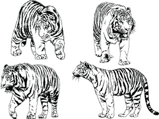 vector drawings sketches different predator , tigers lions cheetahs and leopards are drawn in ink by hand , objects with no background