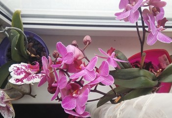 orchid on windows