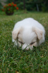 Happy puppy playing on the green lawn.
