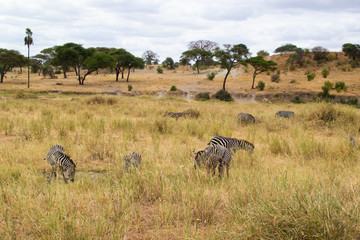 Fototapeta premium Group of zebras eating pasture in the yellow savannah of Tarangire National Park, in Tanzania