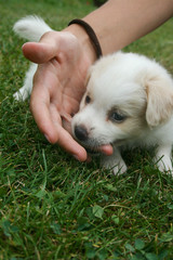 Happy puppy playing on the green lawn.