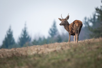 Young red deer standing in the meadow, (Cervus elaphus), Slovakia