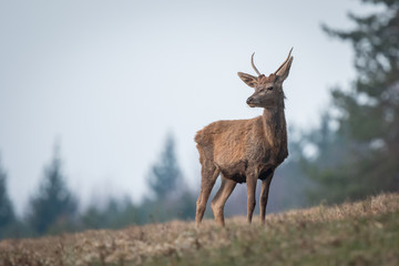 Young red deer standing in the meadow, (Cervus elaphus), Slovakia
