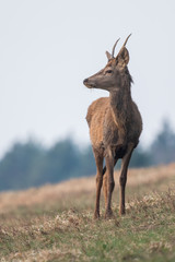Young red deer standing in the meadow, (Cervus elaphus), Slovakia