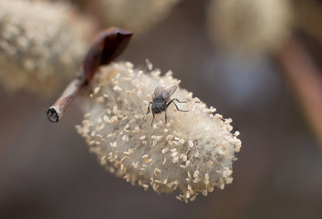 black fly on willow blooming in early spring