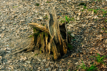 Old pine stump overgrown with moss in the spring forest