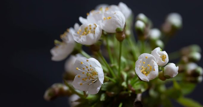 Timelapse zoom of white spring cherry tree blossom open macro close up. Flowers opening in the garden. Time lapse of fresh  blossoming apricot. Blooming backdrop on dark background with zooming