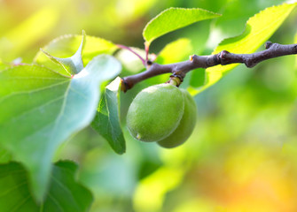 Fototapeta premium Small green apricots grow on a tree. In the sun's rays