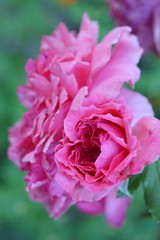 flowers background with bokeh.0