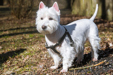 West Highland White Terrier dog portrait in forest