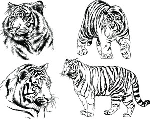 set of vector drawings on the theme of predators tigers are drawn by hand with ink tattoo logos