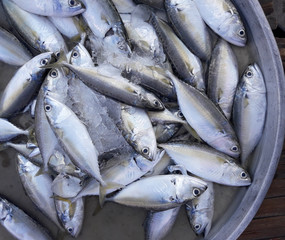 Short mackerel ( Rastrelliger brachysoma ) fishes with ice on in a steel tray on a bamboo panel. Sea fish in market. Thailand