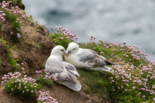 fulmars