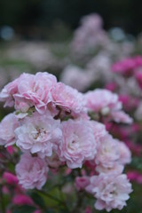 flowers background with bokeh.0