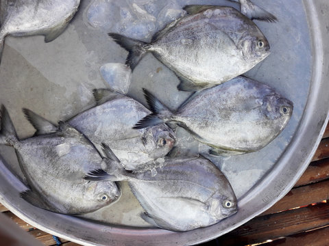 Black pomfret fishes with ice on in a steel tray on a bamboo panel. Sea fish in market. Thailand
