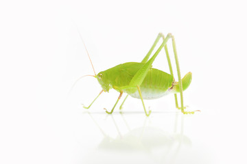 Green Grasshopper on White Background.