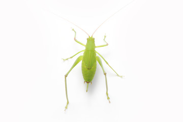 Fototapeta premium Green Grasshopper on White Background.